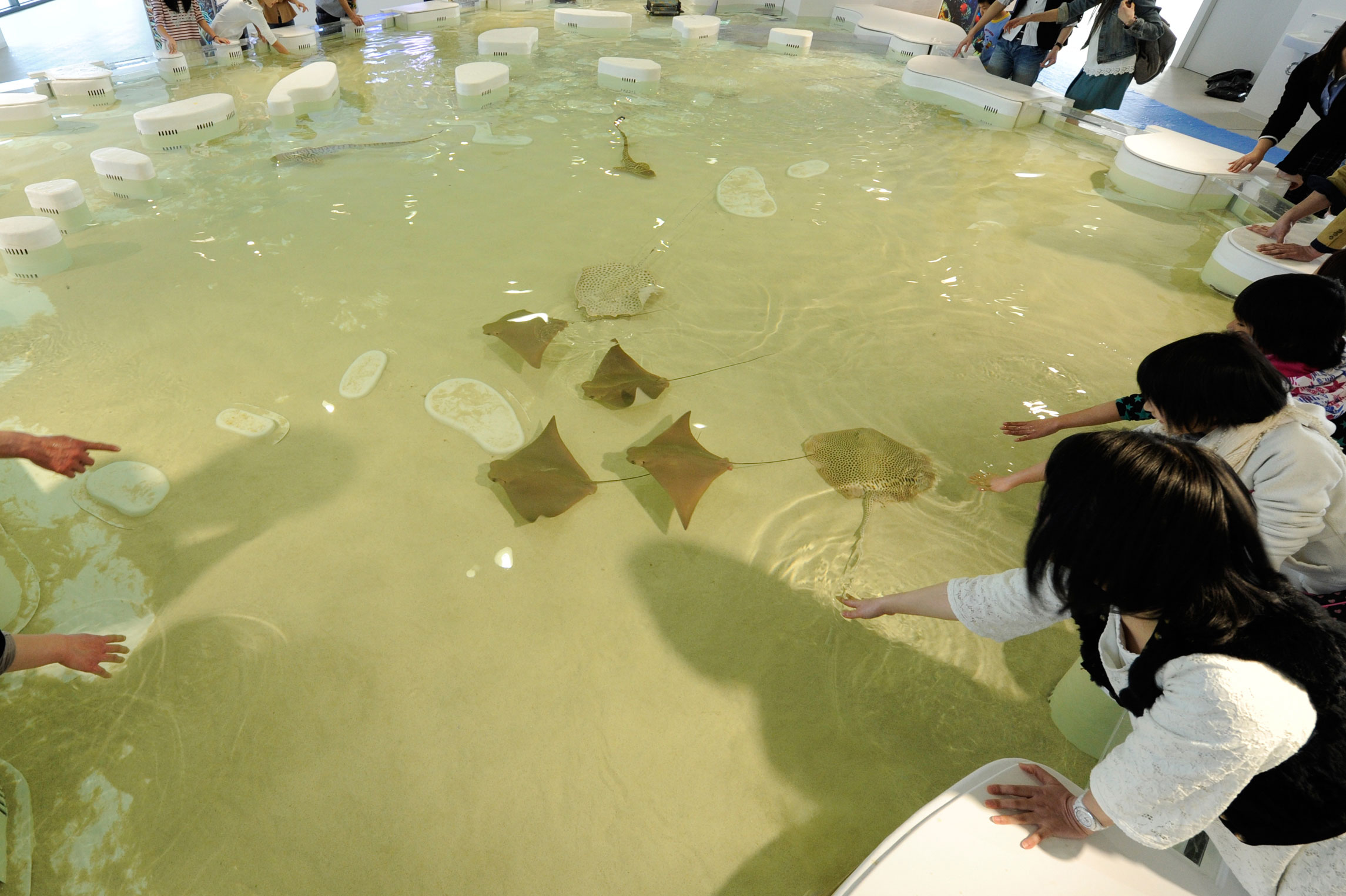 大阪海遊館互動式體驗：觸摸鯊魚