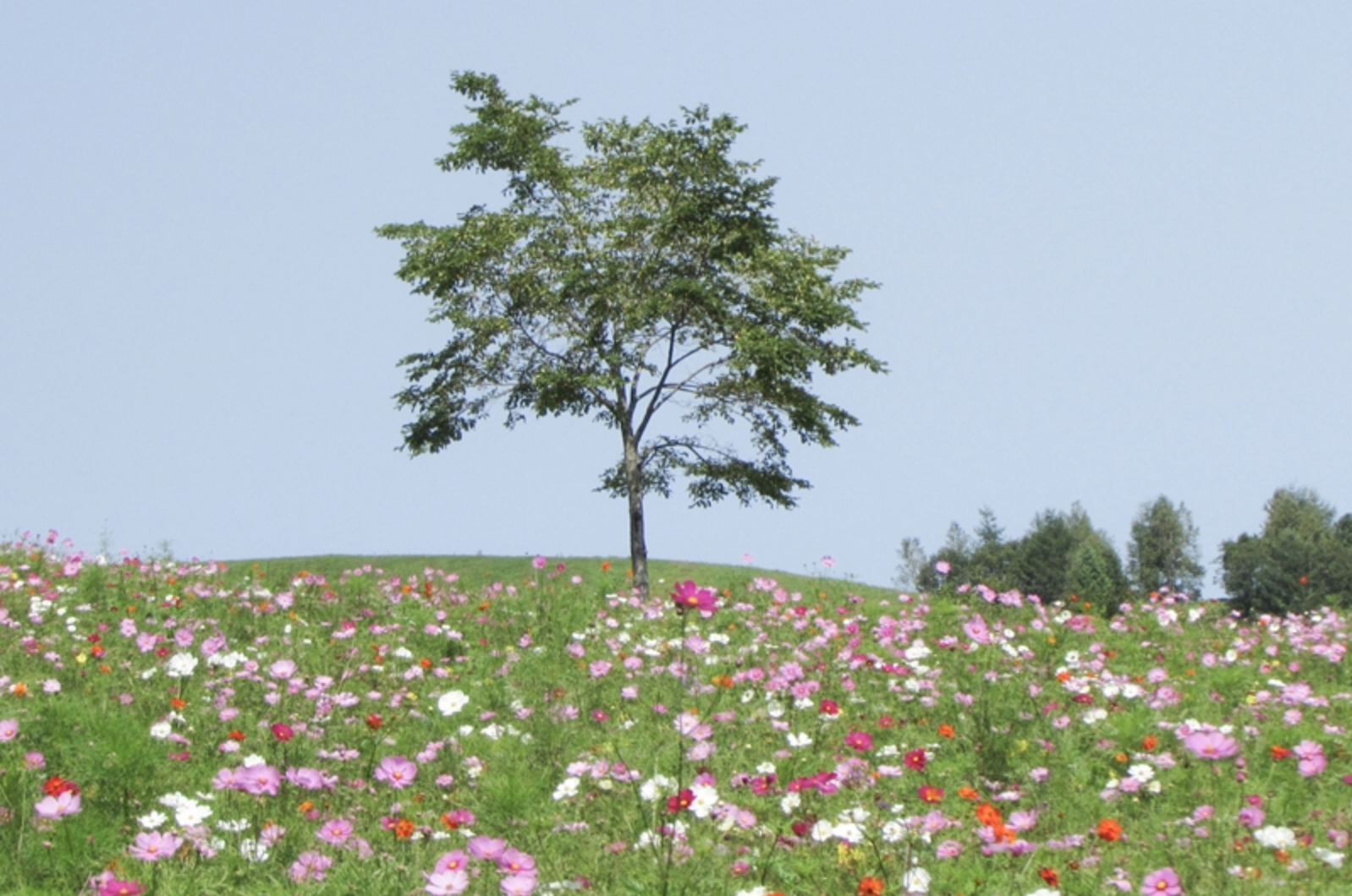 大波斯菊 Cosmos bipinnatus 北海道太陽之丘遠輕公園的彩虹廣場 日本賞花