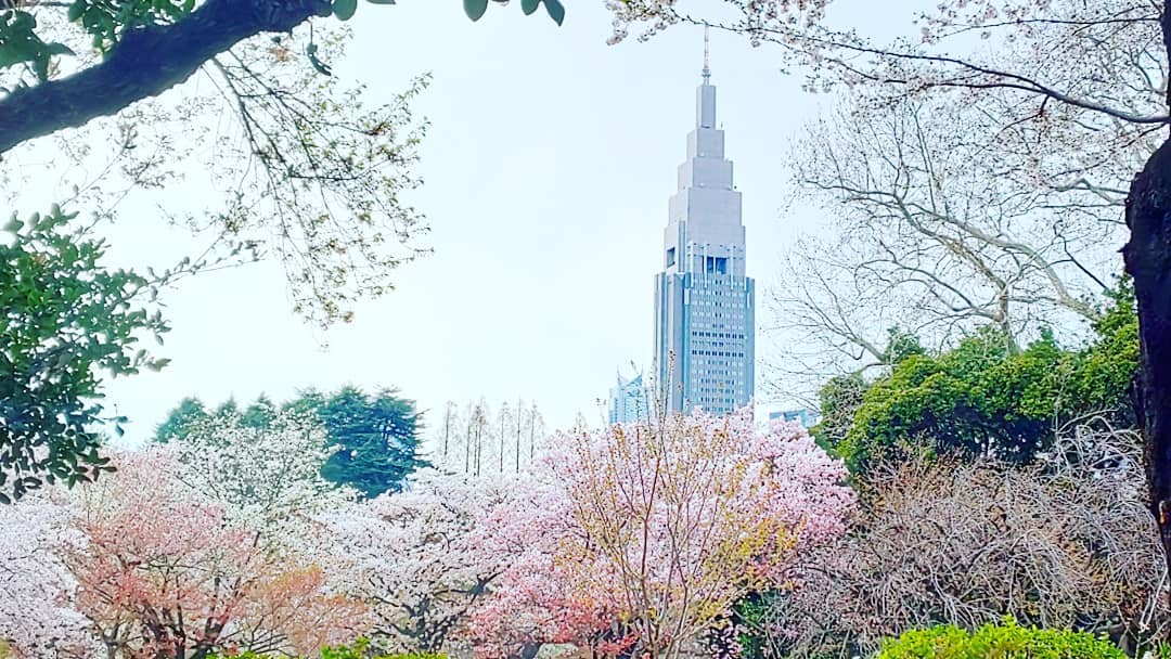 新宿御苑 櫻花 賞櫻景點 櫻花祭 Cherry blossoms