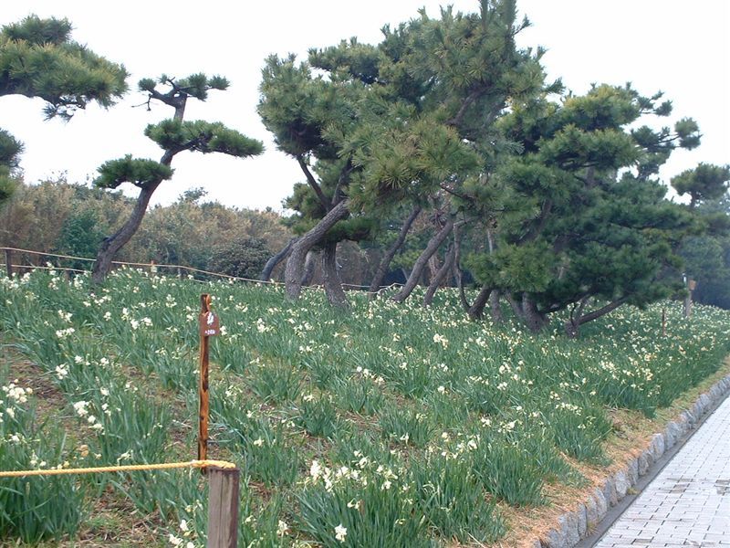 縣立城島公園 日本賞花