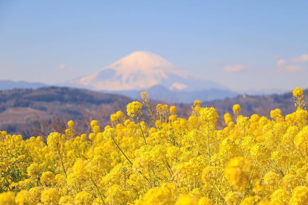 神奈川二宮町 吾妻山公園 富士山 日本賞花 賞花景點