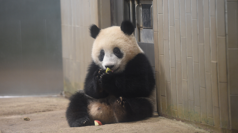 上野動物園熊貓香香