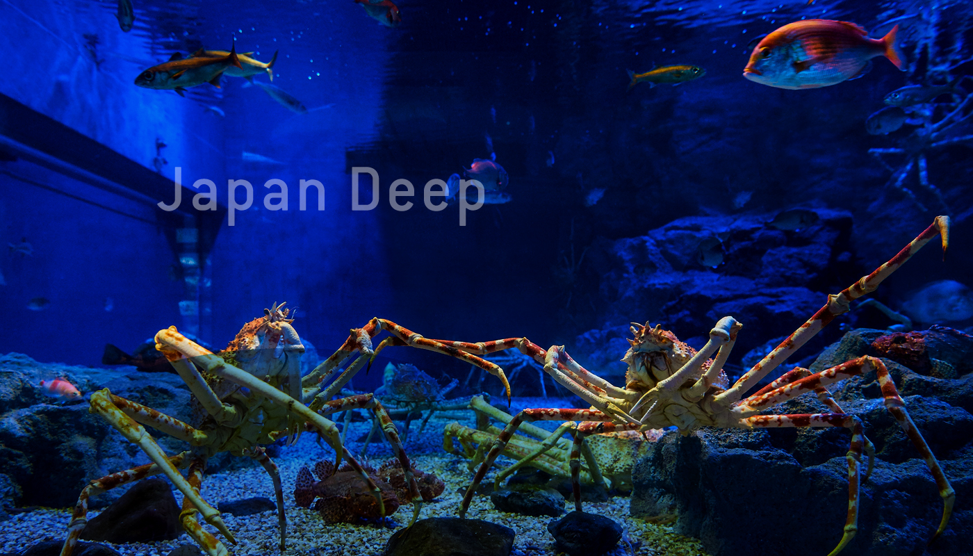 大阪海遊館 超大型水箱 甘氏巨螯蟹
