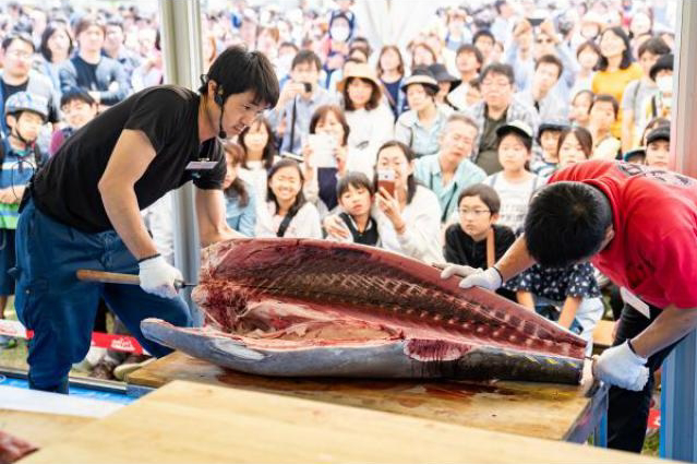 2019東京滿腹博覽會（まんパク）黑金鎗魚解體表演（本まぐろ解体ショー）