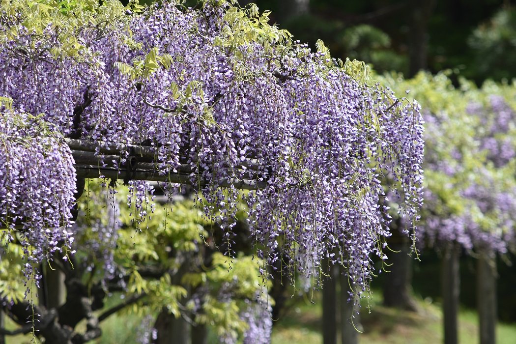 小石川後樂園的紫籐花