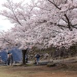 竹田城跡 春天（3月、4月、5月）櫻花 賞櫻
