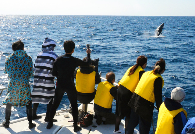 海豚鯨魚觀光 奄美大島 水上活動 鹿兒島 九州離島　九州自由行