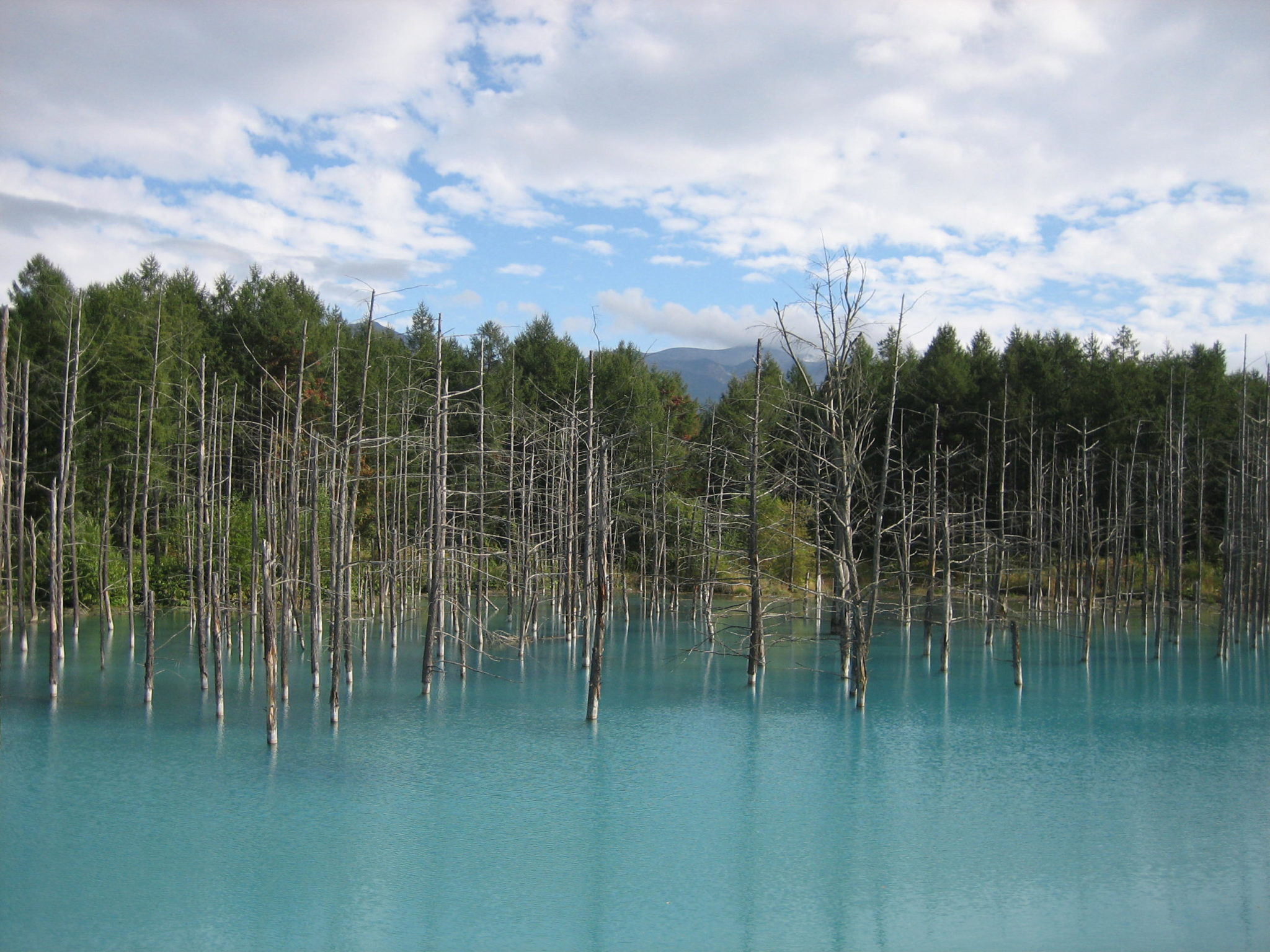 白金青池（Shirogane Blue Pond｜白金青い池）｜ 北海道 Hokkaido 北海道景點 北海道道北景點 富良野景點 富良野 美瑛景點 美瑛