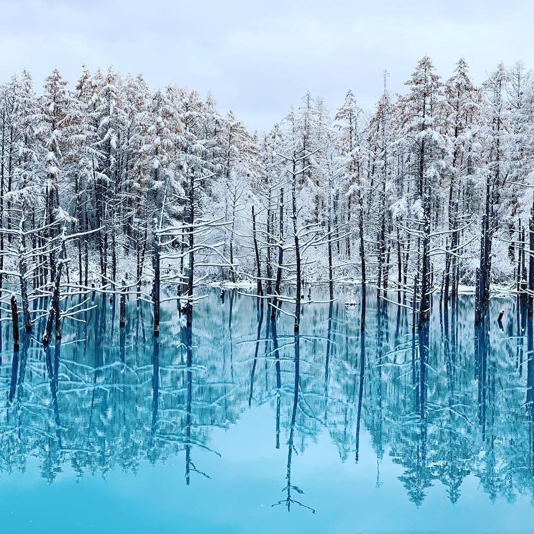 白金青池（Shirogane Blue Pond｜白金青い池）｜ 北海道 Hokkaido 北海道景點 北海道道北景點 富良野景點 富良野 美瑛景點 美瑛