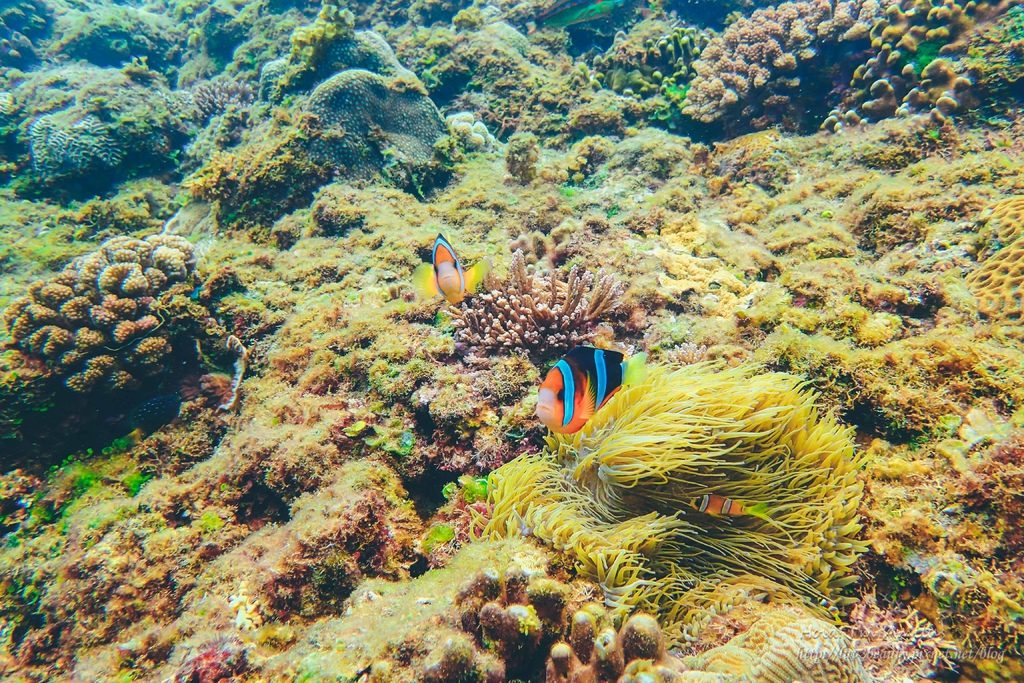萬里桐海洋生態面臨危機，潛水愛好者們在墾丁萬里桐潛水和浮潛時真的不要隨意碰觸海洋生物，為維護生態有責