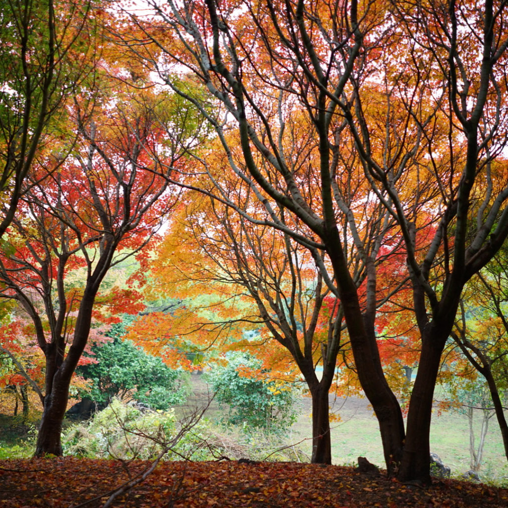 濟州必到 濟州必去 濟州打卡 신산공원 新山公園 Shinsan Park