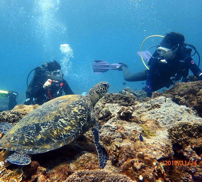 在後壁湖浮潛，超近距離觀看魚類、珊瑚群甚至海龜，是墾丁浮潛旅客的天堂，與海龜潛水的機會不容錯過