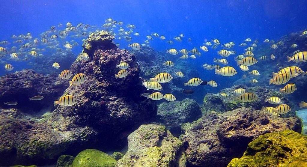 在香蕉灣海底可看到各種漂亮的魚類和珊瑚礁群，在香蕉灣進行浮潛可以親近海洋生物，是墾丁潛水好去處