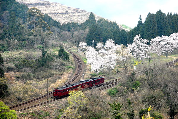 九州觀光列車 日本鐵道迷 伊三郎號 新平號 熊本去鹿兒島 全九州版鐵路周遊券 南九州版鐵路周遊券 JR Pass