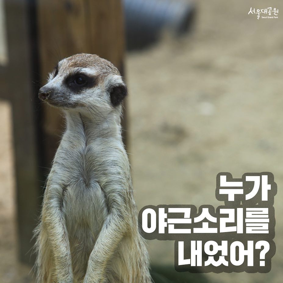 首爾動物園 首爾轉轉卡 Discover Seoul Pass 首爾自由行 首爾景點 首爾交通卡 仁川機場鐵路AREX