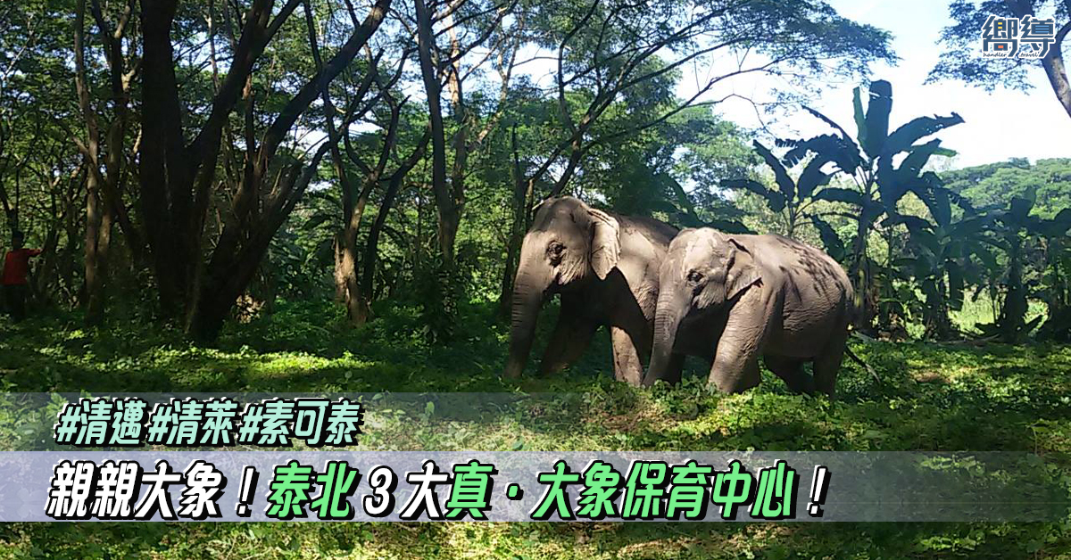 【泰北旅遊】泰北 3 大真・大象保育中心！遠離市區親親大象