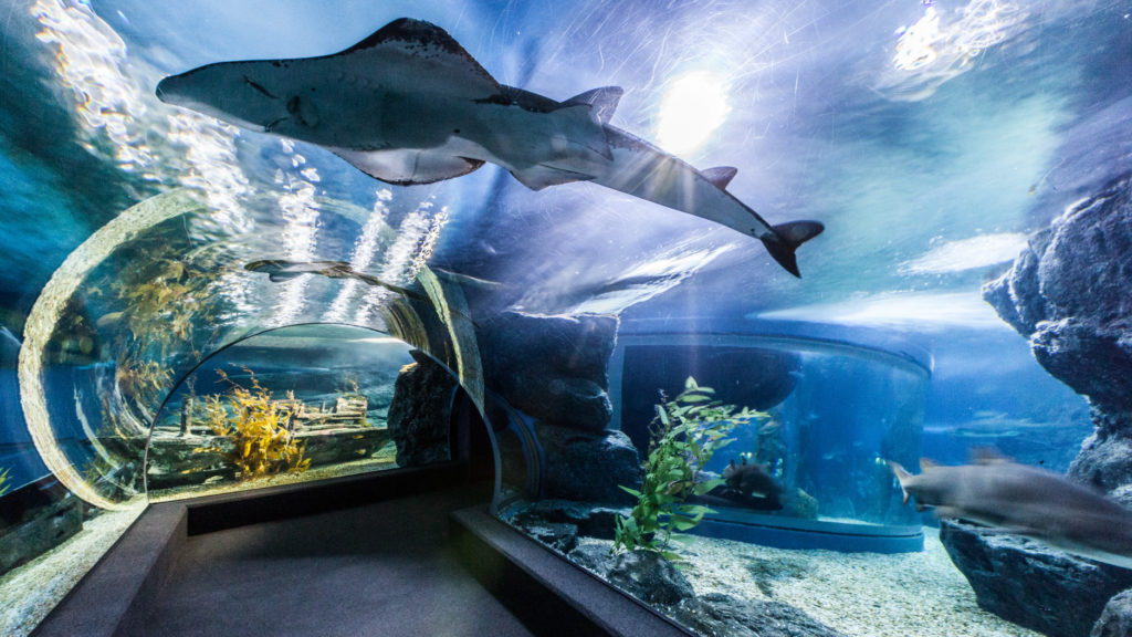 Shark walk 曼谷水族館 曼谷暹羅海洋世界可以搭玻璃船親近超過400種海洋生物（又稱海洋世界水族館）曼谷景點 曼谷親子景點