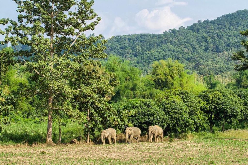 泰北旅遊 泰北自由行 泰北大象保育區 泰北大象保育中心 親親大象 清邁大象自然公園 Elephant Nature Park 清萊大象保育區 Elephant Valley Thailand 素可泰大象保育區 Boon Lott's Elephant Sanctuary