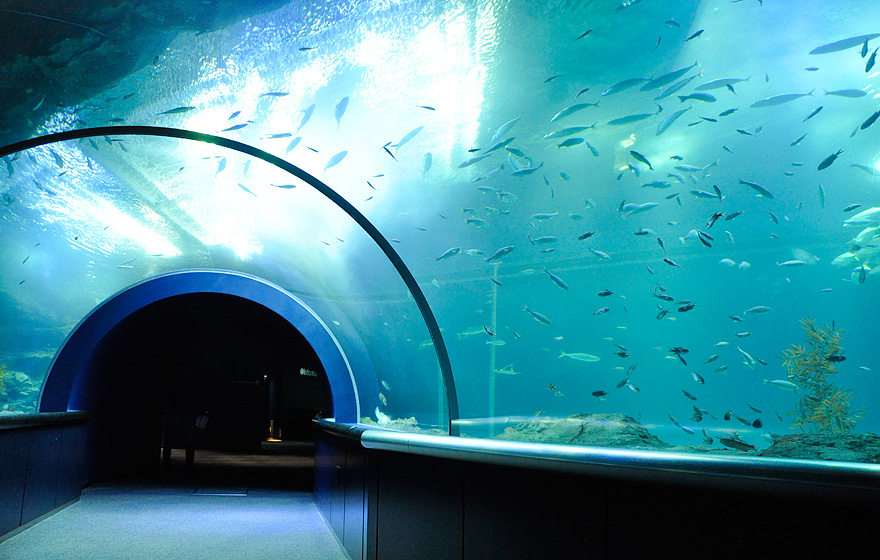 新潟市水族館瑪淋匹亞日本海 新潟自由行 新潟旅遊 新潟景點 新潟行程