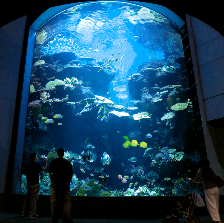 Carol Reef 珊瑚區 曼谷水族館 曼谷暹羅海洋世界可以搭玻璃船親近超過400種海洋生物（又稱海洋世界水族館）曼谷景點 曼谷親子景點