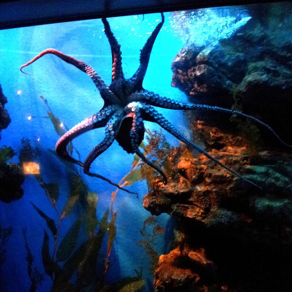 深海章魚 曼谷水族館 曼谷暹羅海洋世界可以搭玻璃船親近超過400種海洋生物（又稱海洋世界水族館）曼谷景點 曼谷親子景點