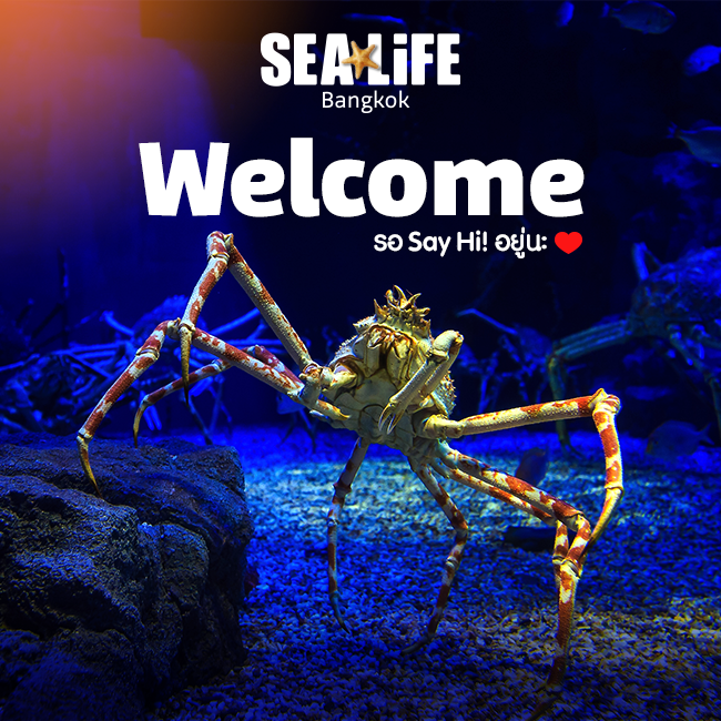 蜘蛛蟹 曼谷水族館 曼谷暹羅海洋世界可以搭玻璃船親近超過400種海洋生物（又稱海洋世界水族館）曼谷景點 曼谷親子景點