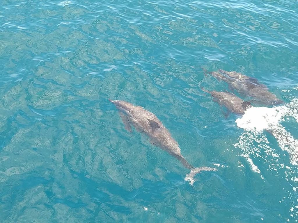 龜山島賞鯨豚